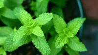 Selain sebagai penyegar napas, daun mint juga dikenal sebagai herbal yang memiliki sejumlah manfaat kesehatan