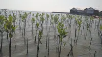 Mabuk Garam, 10 Ribu Mangrove di Sumbar Mendadak Mati