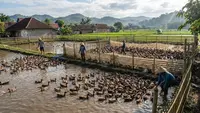 Ternak Bebek Petelur Mudah untuk Usia 50 Tahun Tanpa Kandang Khusus, Ini Caranya