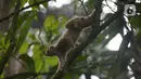 Satwa Kukang Jawa (Nycticebus javaicus) saat dilepasliarkan di kawasan Taman Nasional Halimun Salak, Jawa Barat, Sabtu (6/11/2021). Yayasan Inisiasi Alam Rehabilitasi Indonesia (YIARI) bersama TNGHS melepasliarkan 10 ekor Kukang Jawa ke habitat asalnya. (merdeka.com/Imam Buhori)