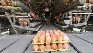 Peternak mengambil telur ayam ras di peternakannya di Kampung Kebon Kopi, Pengasinan, Bogor, Kamis (15/12/2022). Menurut peternak setempat, sejak tiga pekan terakhir harga telur ayam ras di tingkat peternak mulai mengalami kenaikan dari Rp22 ribu menjadi Rp29 ribu per kilogram. (merdeka.com/Arie Basuki)