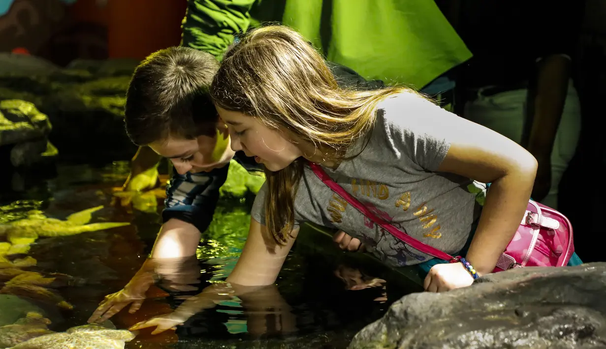 Anak-anak menyentuh seekor bintang laut di Shedd Aquarium di Chicago, Amerika Serikat (17/2/2020). Shedd Aquarium  memiliki koleksi 32.000 ekor binatang dan menarik sekitar 2 juta pengunjung setiap tahun. (Xinhua/Joel Lerner)
