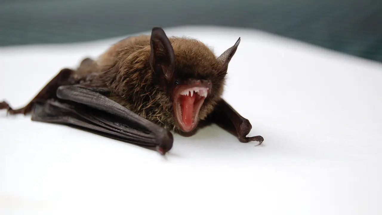 Mengenal Virus Nipah yang Menyerang Anak 12 Tahun di India hingga Meninggal