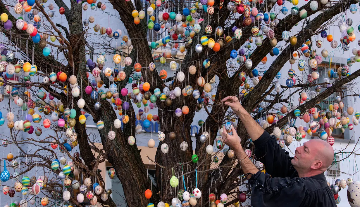 Uwe Gerstenberg mendekorasi pohon robinia dengan 10.000 telur paskah warna-warni di kota Saalfeld, Jerman, Jumat (30/3). Pohon Paskah merupakan tradisi lain yang berumur berabad-abad dan dibuat dari pohon atau semak kecil yang masih hidup. (AP/Jens Meyer)