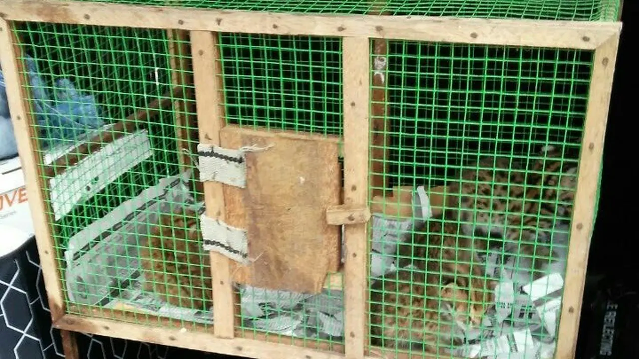 3 Anak Kucing Langka Per Minggu Dijual di Pasar Burung Palembang