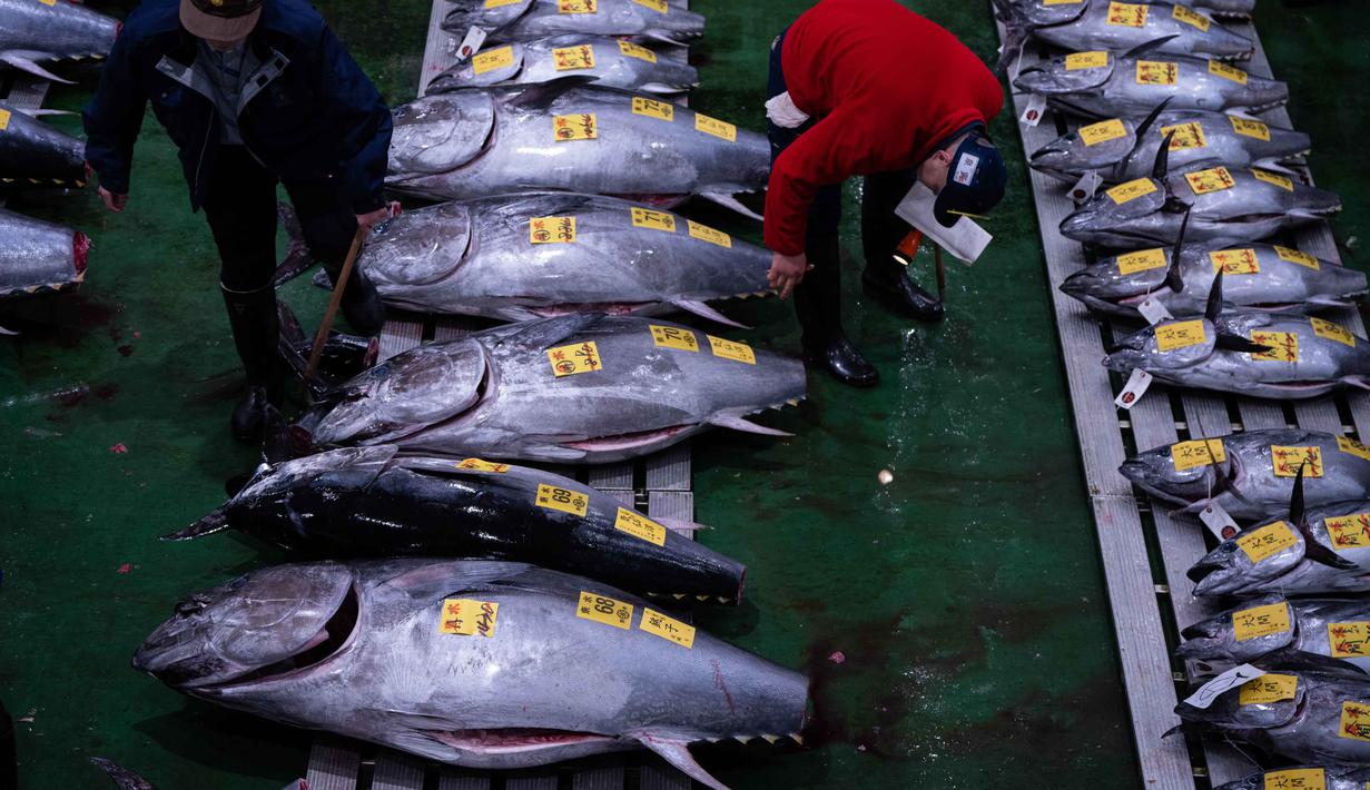 Untuk diketahui, lelang tahunan ini bukan hanya ajang kompetisi antar pengusaha kaya, tetapi juga menjadi simbol keberuntungan di awal tahun baru sekaligus menarik perhatian media domestik dan internasional. Tampak dalam foto, para pedagang grosir memeriksa ikan tuna sirip biru pada lelang tahunan “Tahun Baru” di pasar ikan Toyosu di Tokyo, Senin, 5 Januari 2026. (AP Photo/Louise Delmotte)