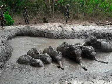 Enam bayi gajah terperangkap dalam kolam lumpur di Taman Nasional Thap Lan, Provinsi Nakhon Ratchasima, Thailand, Kamis (28/3). Gajah-gajah itu diperkirakan sudah terjebak dalam lumpur sejak berhari-hari. (Department of Natural Park, Wildlife, and Plant Conservation via AP)