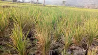 Lahan pertanian di Cigawir, Selaawi Garut, nampak mengering akibat kemarau (Liputan6.com/Jayadi Supriadin)