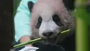 Satrio Wiratama atau Rio, anak panda raksasa pertama yang lahir di Indonesia, saat pratinjau media di Taman Safari Indonesia, Bogor, Jawa Barat, Jumat 15 Mei 2026. (AP Photo/Achmad Ibrahim)