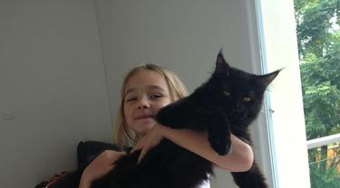 Mau Pelihara Kucing Maine Coon Ini Harga Yang Harus Kamu