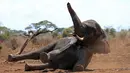 Seekor gajah liar dijatuhkan petugas dari Kenya Wildlife Service (KWS) dan International Fund for Animal Welfare (IFAW) di Amboseli National Park, Kenya (2/11). Petugas berencana memasang radio satelit di leher gajah tersebut.(REUTERS/Thomas Mukoya)