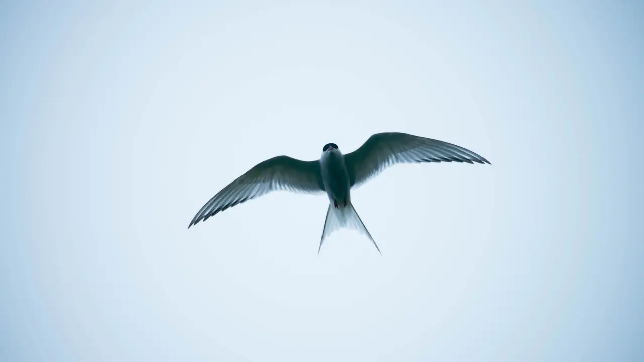 Ilustrasi burung walet