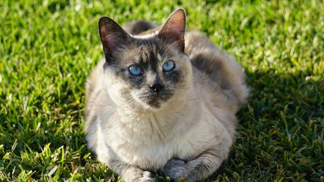 Siamese