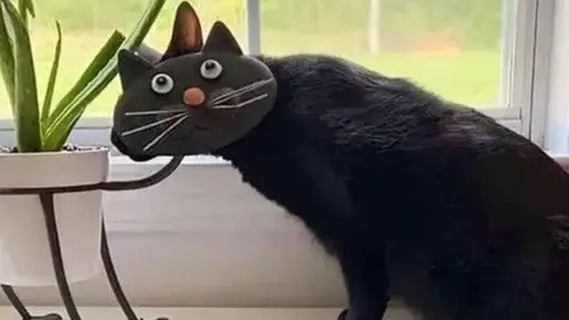 6 Momen Kebetulan Kucing Terjepret Kamera Ini Ciptakan Ilusi Optik