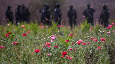 Sejumlah bunga poppy ilegal yang ditanam di sebuah perkebunan di desa Los Pericos, kota Mocorito, Meksiko (15/3). Bunga poppy ini biasa dijadikan untuk bahan pembuatan obat-obatan candu atau opium. (AFP/Rashide Frias)