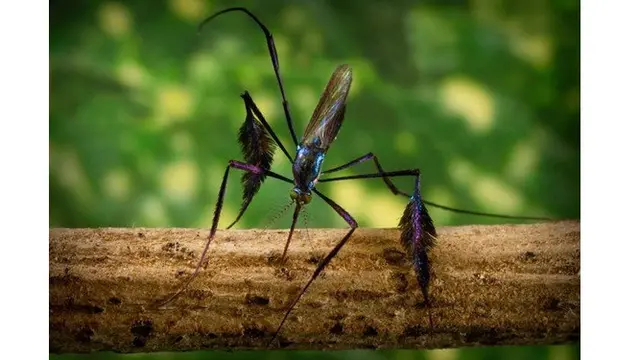 5 Potret Sabathes, Nyamuk Tercantik di Dunia yang Curi Perhatian