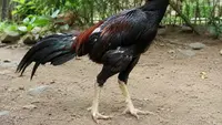 Cara Ternak Ayam Sengkuni untuk Pemula dari Nol sampai Panen dengan Mudah