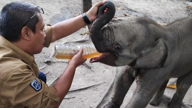 Kepala BBKSDA Riau Suharyono memberi minum kepada anak gajah yang terjerat di konsesi perusahaan.