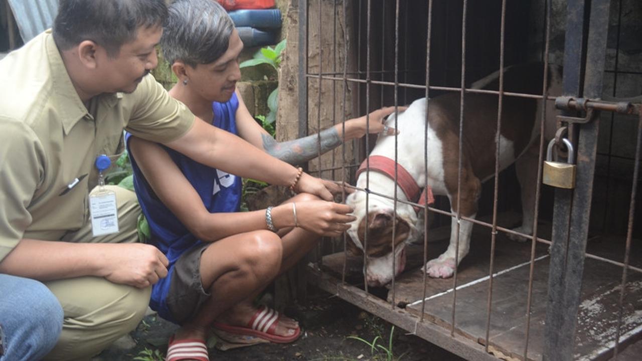 Anjing Pitbull Penggigit Bocah Sasa Diambil Darahnya