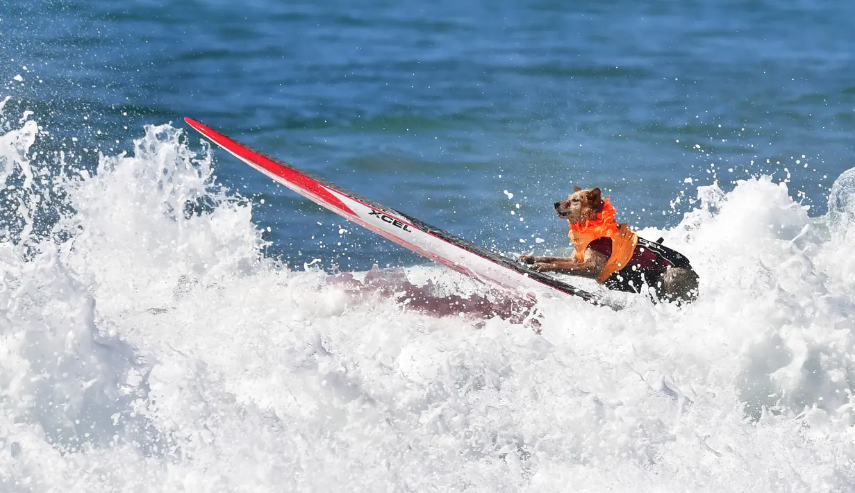 Seekor anjing berselancar di atas ombak saat kompetisi tahunan City Surf Dog di Huntington Beach, California, Sabtu (29/9). Selain solo surfing, terdapat juga tandem surfing baik dengan anjing lainnya maupun dengan pemiliknya (AFP/Frederic J. BROWN)