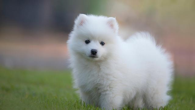 Japanese Spitz