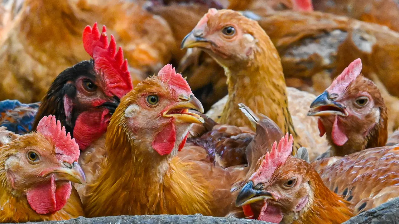 FOTO: Malaysia Hentikan Ekspor 3,6 Juta Ayam Sebulan Mulai 1 Juni
