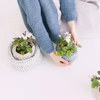 Ilustrasi Tanaman Hias Credit: pexels.com/Daria