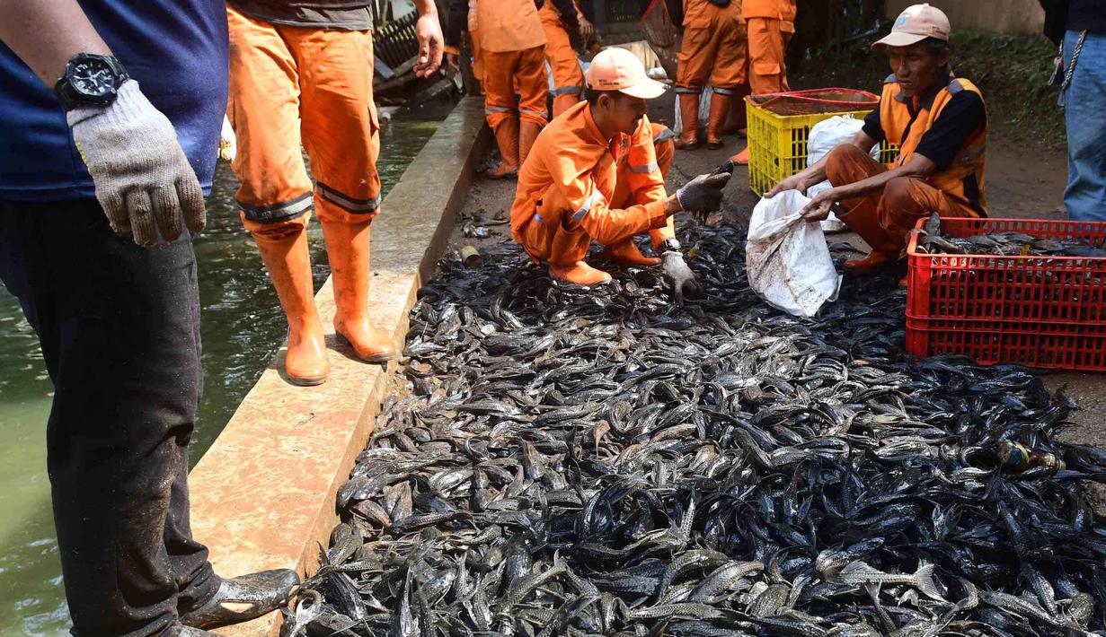 Gubernur DKI Jakarta Pramono Anung menyebutkan bahwa keberadaan ikan ini telah mencapai sekitar 60 persen dari populasi ikan di sungai-sungai Jakarta. Tampak dalam foto, Petugas Penanganan Prasarana dan Sarana Umum (PPSU) memasukkan ikan sapu-sapu ke dalam karung di kawasan Setu Babakan, Jakarta Selatan, Jumat (17/4/2026). (merdeka.com/Arie Basuki)