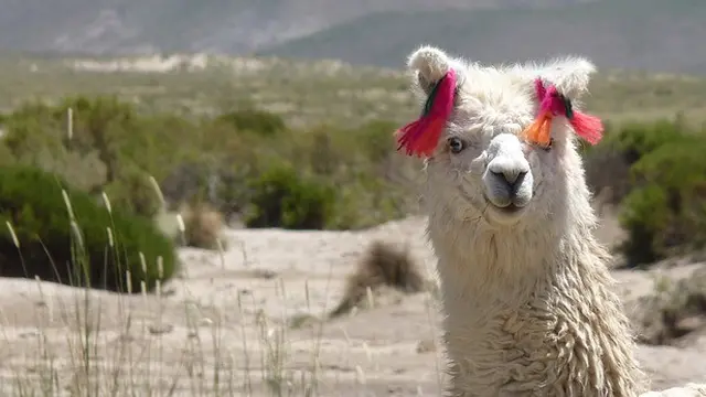 Hewan Llama.