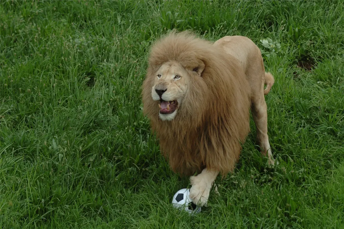 Singa main bola. (YouTube)