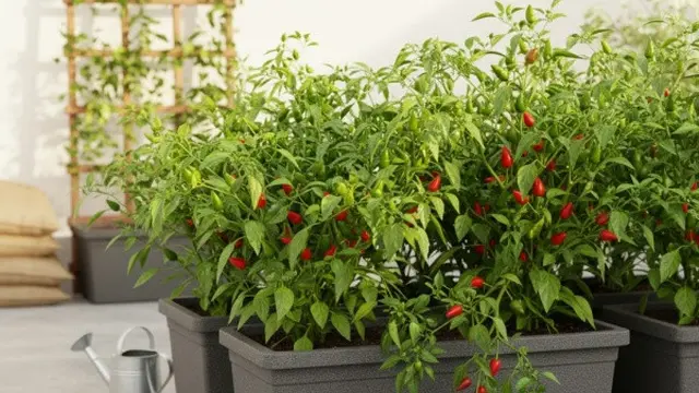 Ilustrasi Tanaman Cabai/Gemini AI