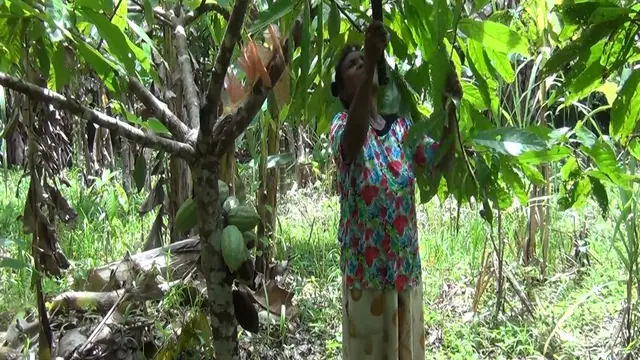 petani kakao Jayapura