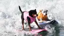Dua ekor anjing menaklukkan ganasnya ombak saat kompetisi tahunan City Surf Dog di Huntington Beach, California, Sabtu (29/9). Para anjing peserta yang dipandu pemilik mereka diberi kesempatan menunjukkan kebolehan berselancar. (AFP/Frederic J. BROWN)