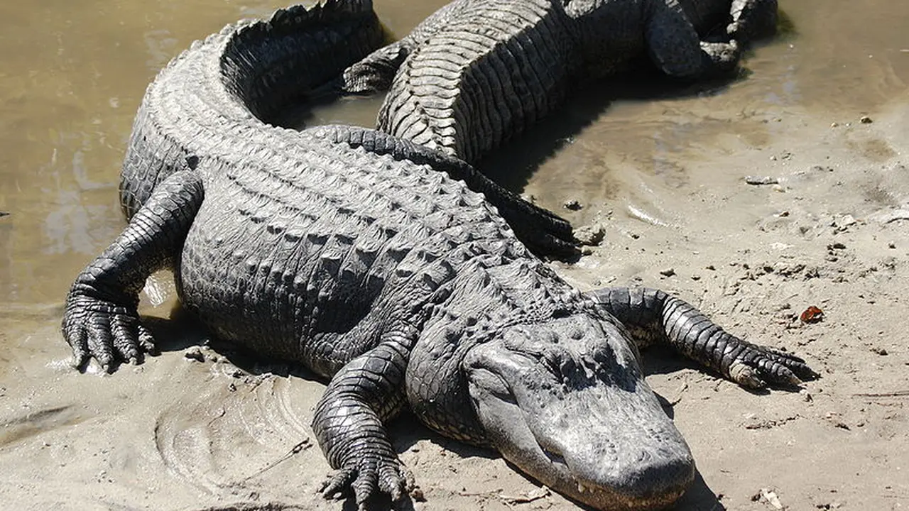 Ilustrasi aligator.