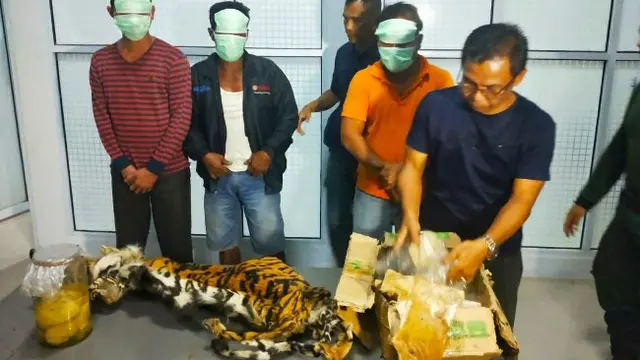 Pemburu harimau dengan barang bukti kulit dan janin harimau sumatra.