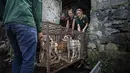 Aktivis Humane Society International (HSI) mengangkut kandang anjing yang akan dijual di rumah potong hewan di Tomohon, Sulawesi Utara, Jumat (21/7/2023). (AP Photo/Mohammad Taufan)