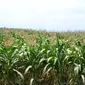 Produksi jagung di wilayah Blitar masih kurangan untuk memenuhi kebutuhan konsumsi pakan ternak lokal.