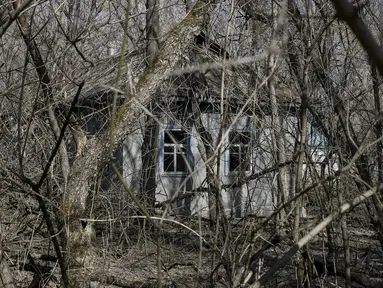 Sebuah rumah terlihat di desa Zalesye yang sudah tidak lagi ditempati oleh pemilikinya di kota Pripyat, dekat pembangkit tenaga nuklir, Ukraina, 28 Maret 2016. (REUTERS/Gleb Garanich)