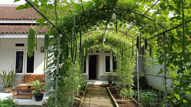 Kanopi Sayur Rambat Berbentuk Lorong