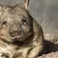 Wombat jenis Lasiorhinus latifrons (Wikimedia Commons)