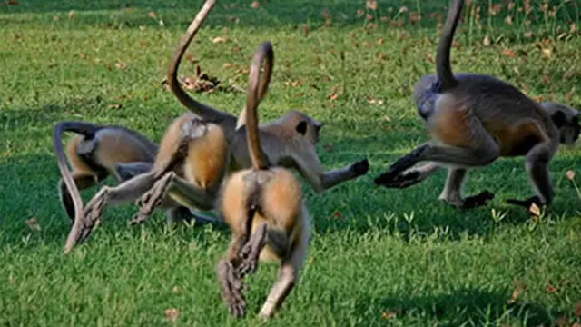 Foto: copyright oddee.com