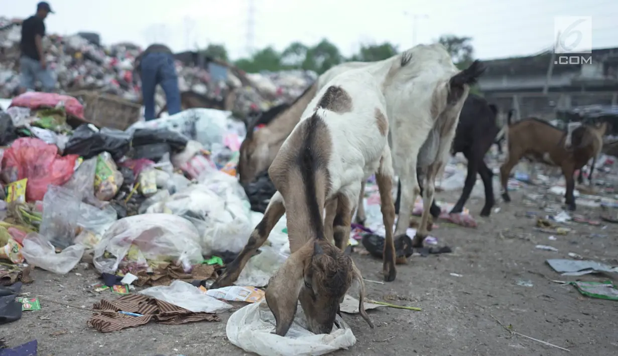 Sejumlah kambing memakan sampah plastik di tempat pembuangan sampah di kawasan Sunter, Jakarta, Rabu (8/5). Sulitnya mencari rumput di Ibukota menyebabkan para peternak terpaksa membiarkan hewan-hewan tersebut mengais makanan tidak pada tempatnya. (Liputan6.com/Immanuel Antonius)