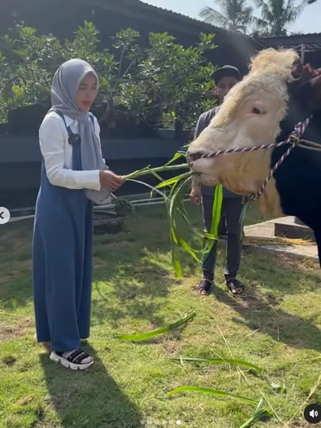 6 Potret Ria Ricis dengan Sapi Jumbo untuk Kurban, Rela Berburu hingga Purworejo