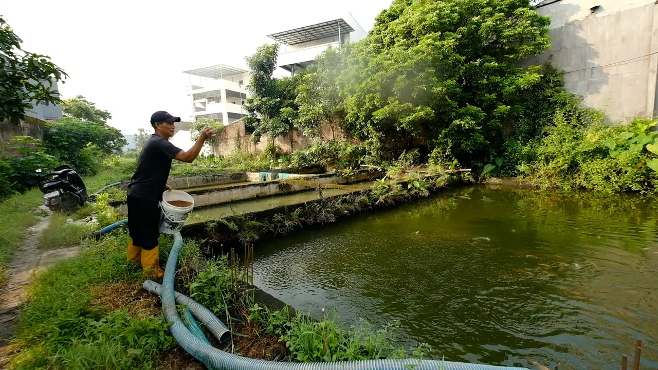 Program MBG Gerakkan Ekonomi Desa, Pembudidaya Ikan Lokal Makin Laris Manis