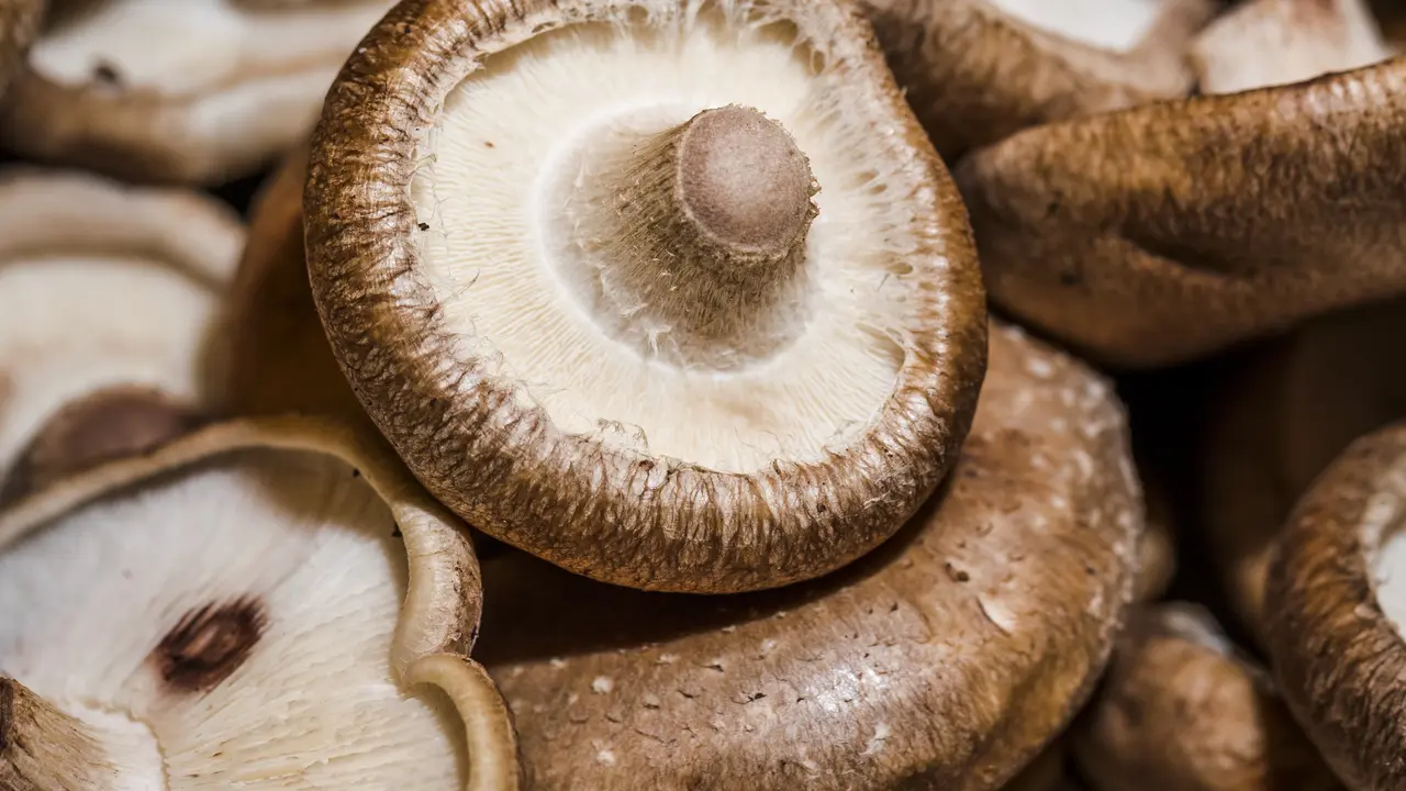 Jamur Shitake