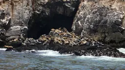 Gerombolan singa laut sedang berkumpul di pinggir Pulau Palomino, Callao, Peru (14/10). Di pulau ini singa laut hidup bebas bersama habitatnya. (Reuters/Guadalupe Pardo)