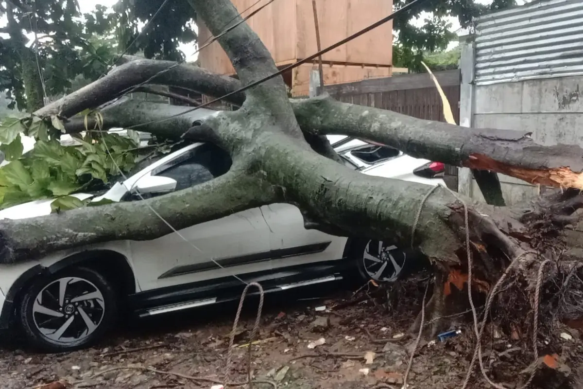Sebanyak tujuh mobil rusak tertimpa pohon tumbang di area parkir Jalan Buldozer, Kelurahan Baranangsiang, Kecamatan Bogor Timur, Kota Bogor, Senin (19/6/2023).