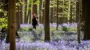 Seorang wanita berjalan di antara bunga bluebell yang bermekaran di hutan Hallerbos, Belgia, Kamis (19/4). Sekilas, mekarnya bunga yang hanya terdapat di beberapa negara Eropa itu bagai permadani biru yang menghampar luas. (AP/Geert Vanden Wijngaert)