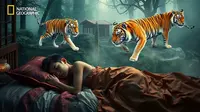 Arti Mimpi Macan: Tafsir, Makna dan Penjelasan Lengkap