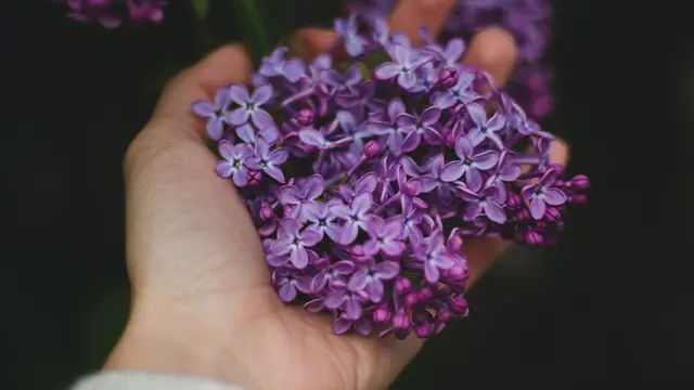 Arti Mimpi Menanam Bunga Berdasarkan Ragam Jenisnya